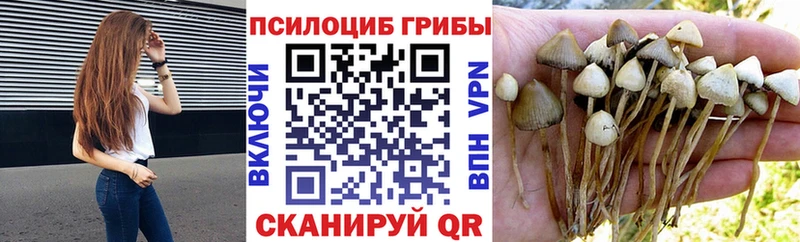 KRAKEN зеркало  Волгореченск  Псилоцибиновые грибы мицелий 